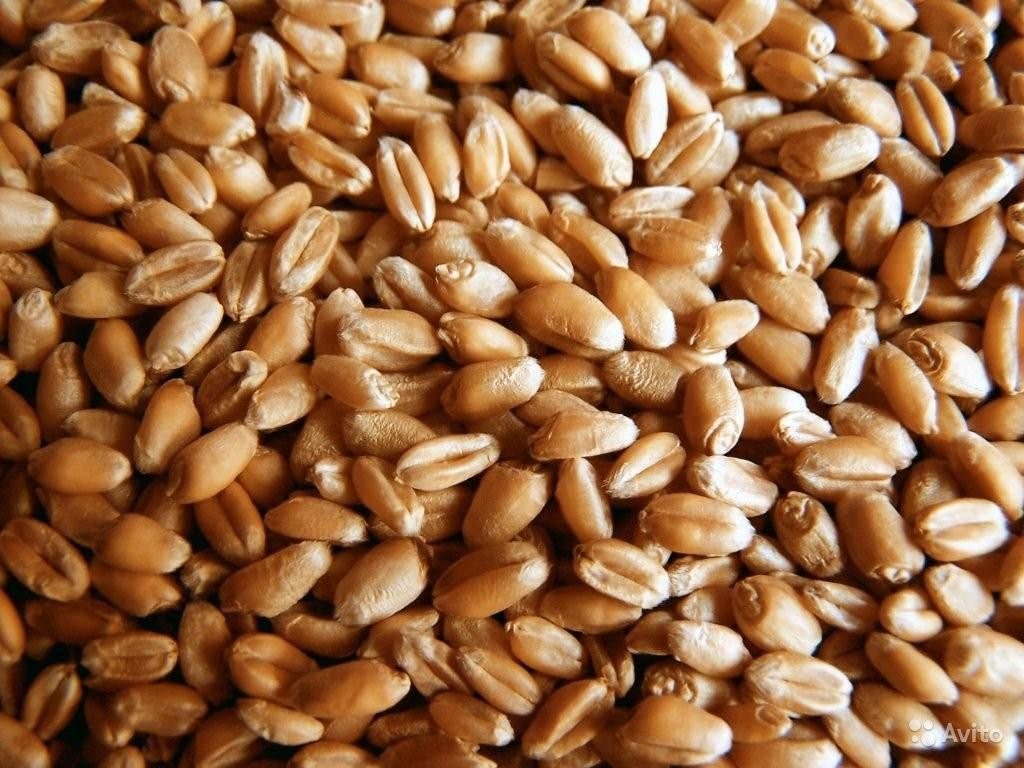 Пшеница - фото - 1